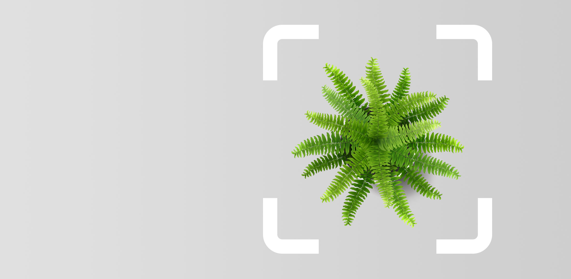 Plant Potted fern from above